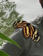 Lycorea halia cleobaea