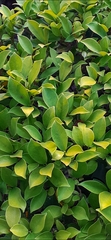Magnoliopsida