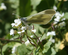 Leptidea duponcheli