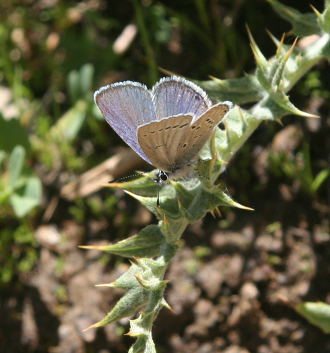 Staudinger's Blue