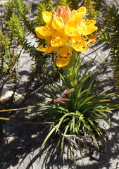 Ceratandra grandiflora