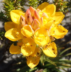 Ceratandra grandiflora