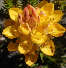 Ceratandra grandiflora