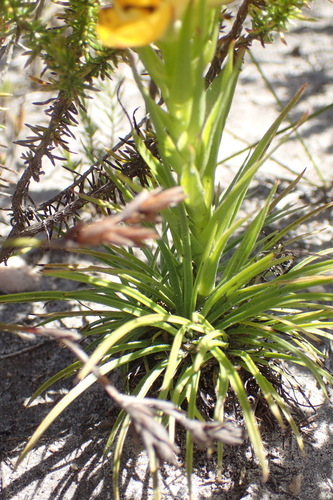 Image of Ceratandra grandiflora by (c) Nicola van Berkel, some rights reserved (CC BY-SA)