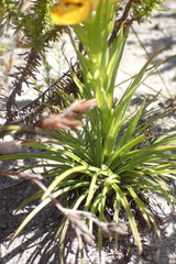Ceratandra grandiflora
