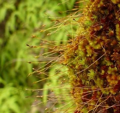 Macromitrium microstomum