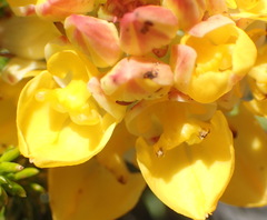 Ceratandra grandiflora