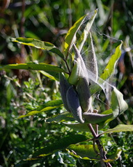 Asclepias syriaca