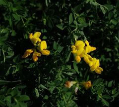 Lotus corniculatus