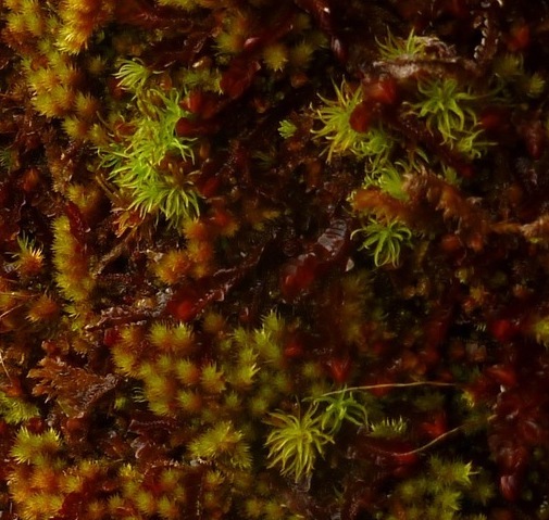 Holomitrium seticalycinum