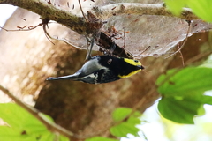 Machlolophus spilonotus