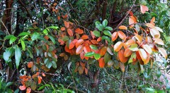 Xylocarpus moluccensis