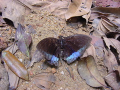 Lexias pardalis dirteana