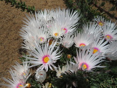 Lampranthus ceriseus