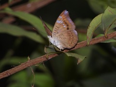 Euthalia aconthea gurda