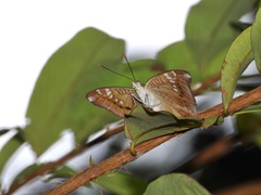 Euthalia aconthea gurda