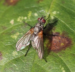 Macquartia grisea