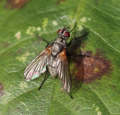 Macquartia grisea