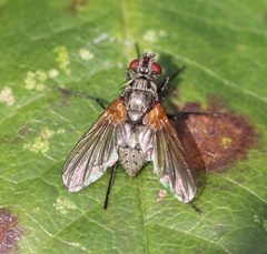 Macquartia grisea