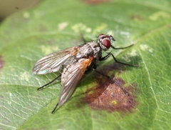 Macquartia grisea