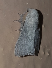 Symphyta