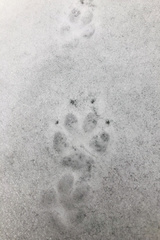 Nyctereutes procyonoides