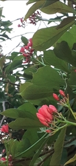 Jatropha integerrima