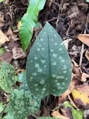 Pulmonaria officinalis