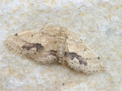 Idaea chotaria