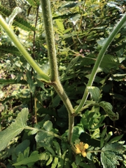 Geum japonicum