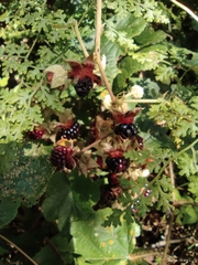 Rubus tephrodes ampliflorus