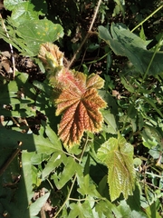 Rubus tephrodes ampliflorus