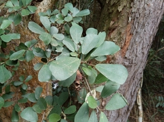 Ficus craterostoma