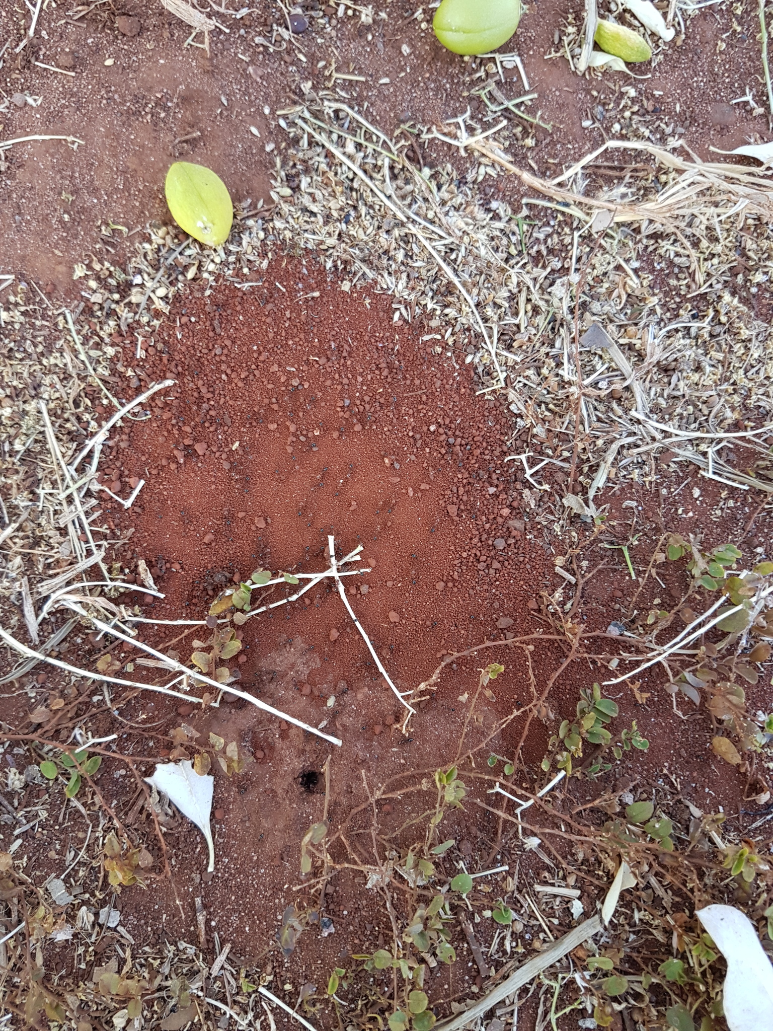 Monomorium rothsteini