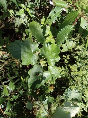 Rubus tephrodes ampliflorus
