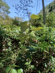 Rubus tephrodes ampliflorus