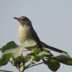 Prinia sylvatica