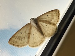 Lomographa temerata