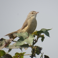 Prinia sylvatica