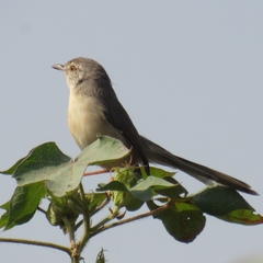 Prinia sylvatica