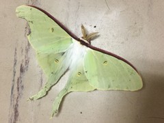 Actias aliena aliena