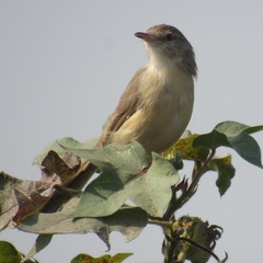 Prinia sylvatica