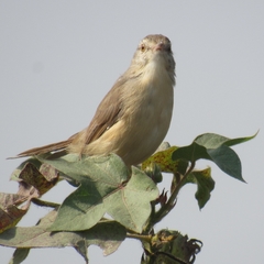 Prinia sylvatica