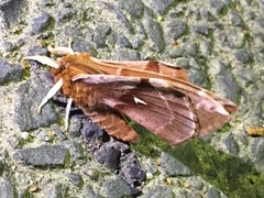 Aglia japonica