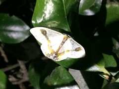 Macrocilix mysticata watsoni