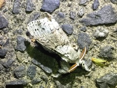 Calliteara pseudabietis