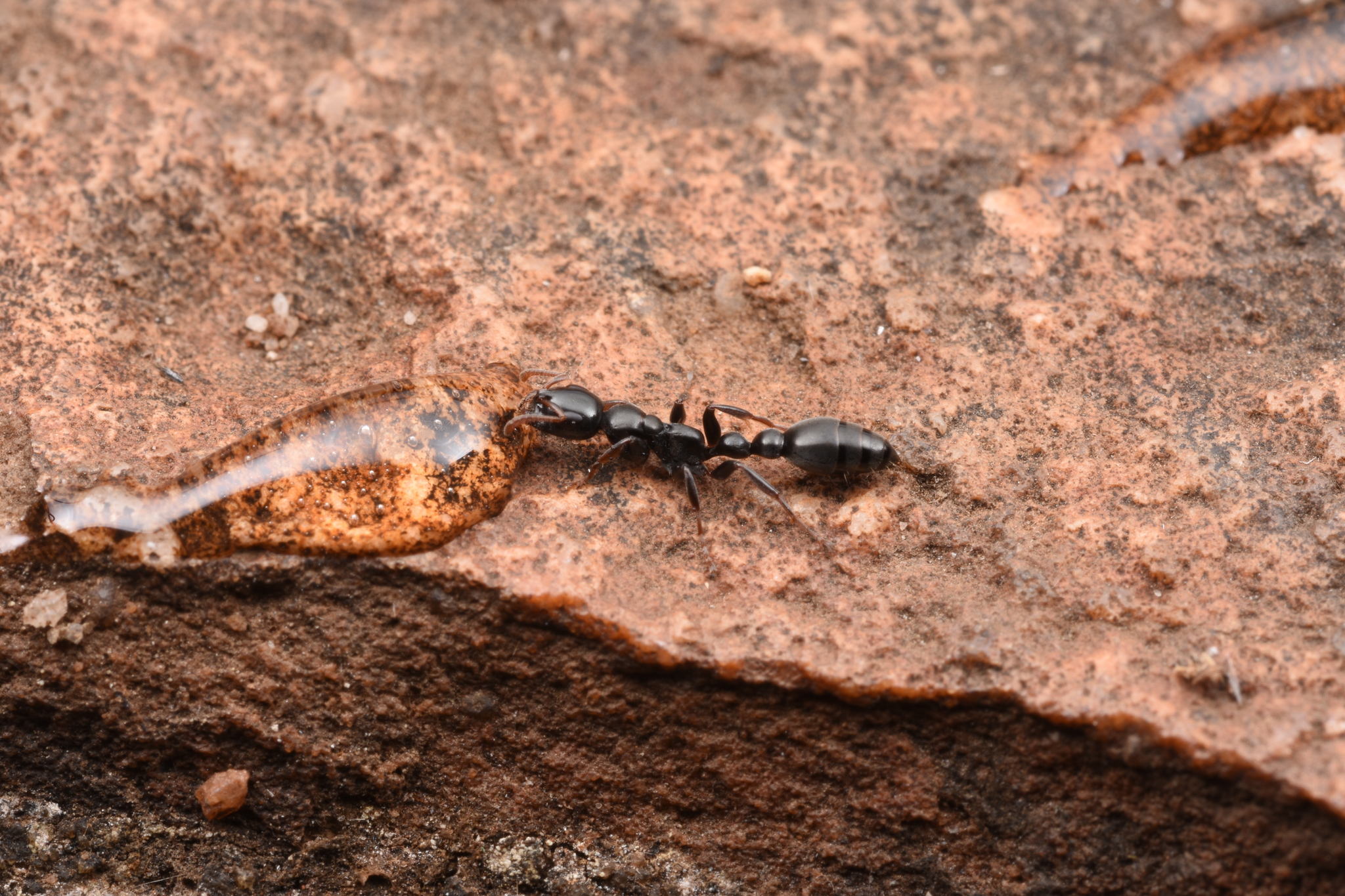 Tetraponera punctulata