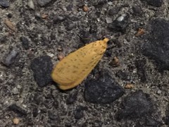 Dolgoma cribrata