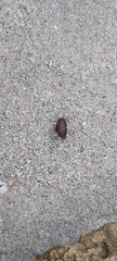 Ellobiidae