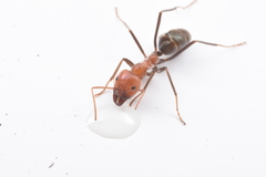 Iridomyrmex sanguineus